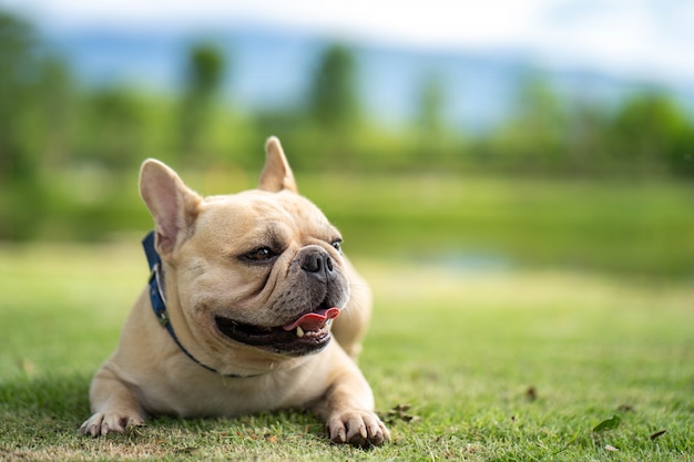 Cute french bulldog lying on grass in park