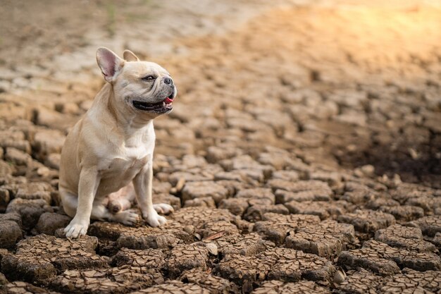 Cute french bulldog sitting on dry cracked ground at pond in summer.