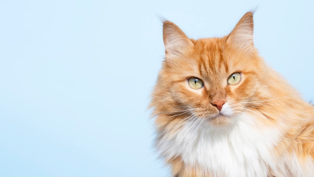 Cute friendly cat looking at camera