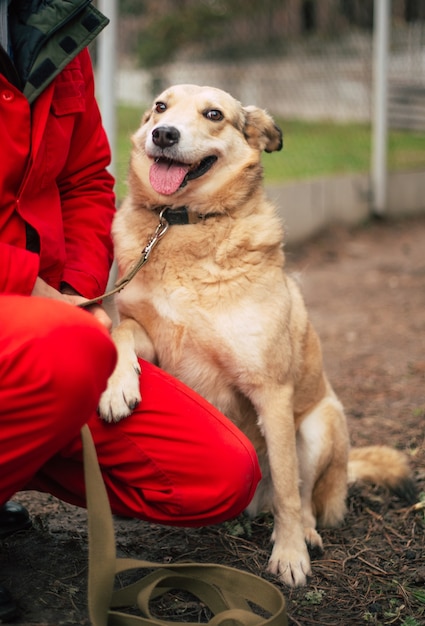 Cute friendly dog in a shelter is waiting for friend and home