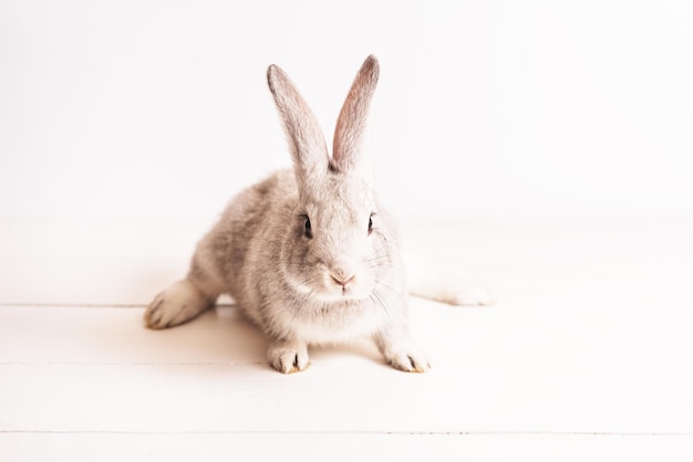 Cute funny baby rabbit of gray color on light wooden table Decorative rabbit rabbits for breeding Rabbit breed giant