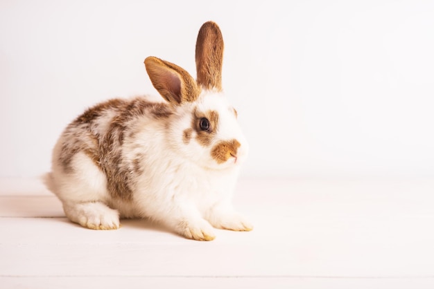 Cute funny baby rabbit of white and brown color on light wooden Decorative rabbit rabbits for breeding