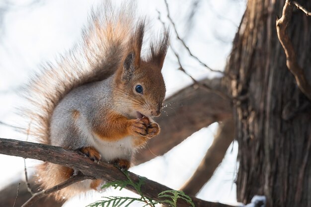 Cute funny bushy tailed eurasian red squirrel sitting on a tree branch in the winter snow