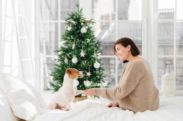 Cute funny dog poses with woman host on bed gives paw enjoy comfort and coziness pose against decorated New Year tree have happy holidays People holiday animals and relationship concept