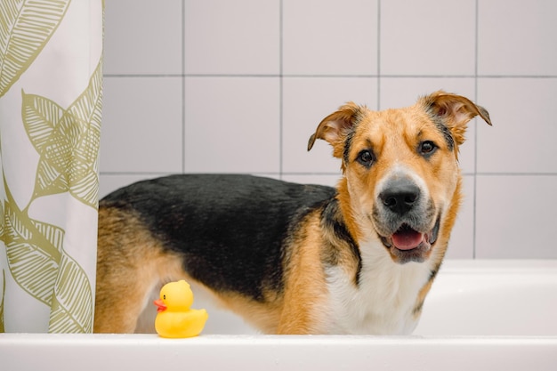 A cute funny domestic mongrel or outbred dog having a bath with rubber duck Pets care grooming