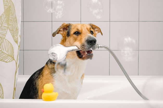 A cute funny domestic mongrel or outbred dog taking a shower with bubbles and foam and rubber duck