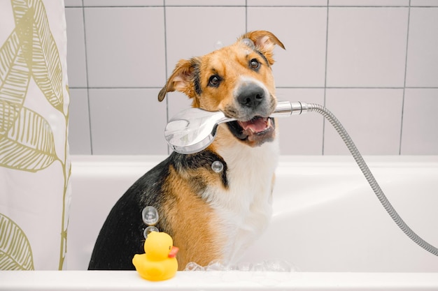 A cute funny domestic mongrel or outbred dog taking a shower with bubbles and yellow rubber duck