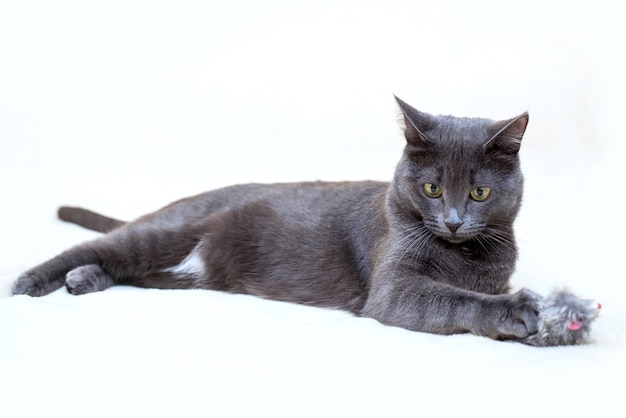 Cute funny gray cat lies with a fluffy toy on a light background