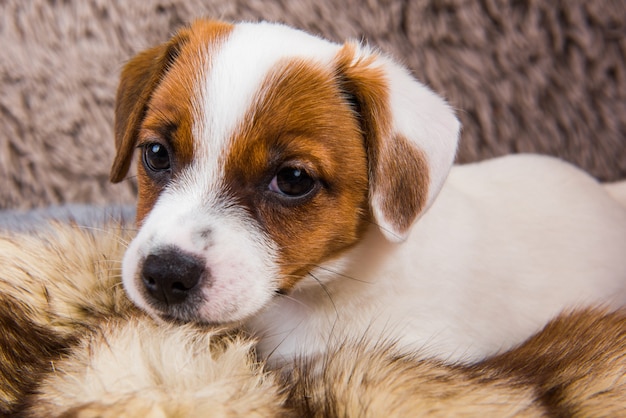 Photo cute funny jack russell terrier dog puppy is playing in fur on brown background. dog is lying sweet. funny pet.