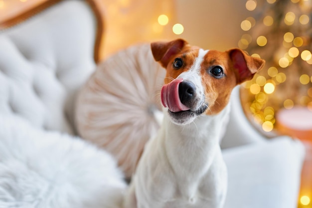 Cute and funny jack russell terrier is waiting for the holiday at home