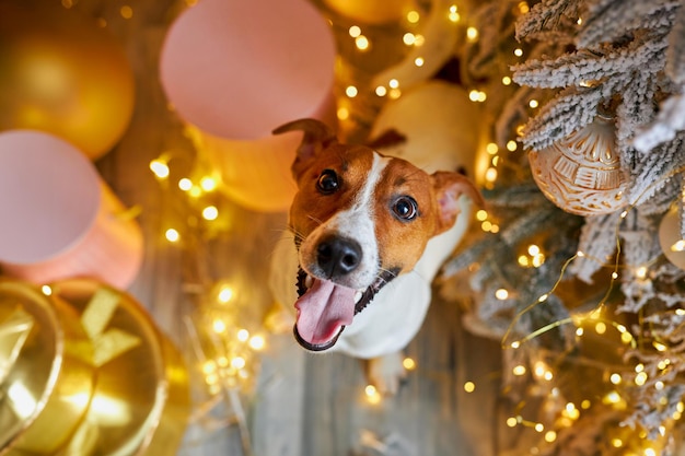 Cute and funny jack russell terrier is waiting for the holiday at home