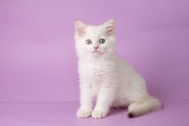 Cute funny little kitten on a purple background