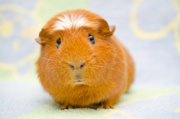 Cute funny-looking guinea pig