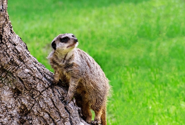 Cute funny meerkat on a background of green grass Animal theme copy space