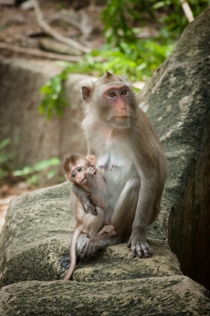 Cute Funny Monkey with Cub Face Portrait View in Natural Forest of Thailand extreme closeup