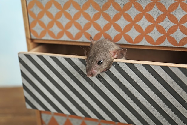 Cute funny rat in decorative box on table closeup