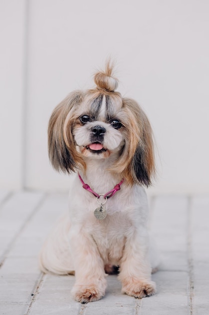 Cute funny shih tzu breed dog outdoors. Dog grooming. Funny dog at the city