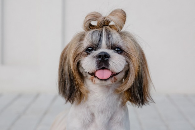 Cute funny shih tzu breed dog outdoors. Dog grooming. Funny dog at the city