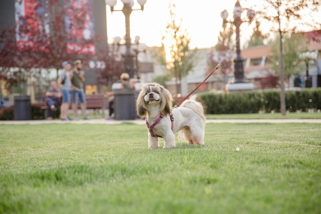 Cute funny shih tzu breed dog outdoors. Dog grooming. Funny dog at the city