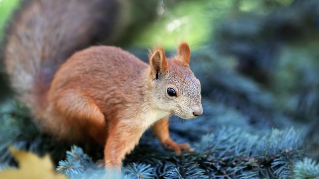 Cute funny squirrel in the coniferous forest Wild nature Autumn and summer background Selective focus