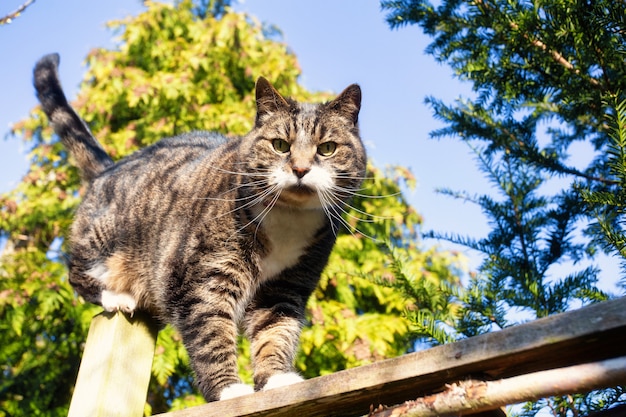 Cute furry cat walks over fence in the blue sky in springtime with green trees