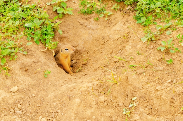 Cute furry gopher peeps out of hole in the ground on green field with grass on sunny evening.