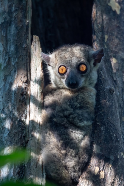 Cute furry lemur in nature