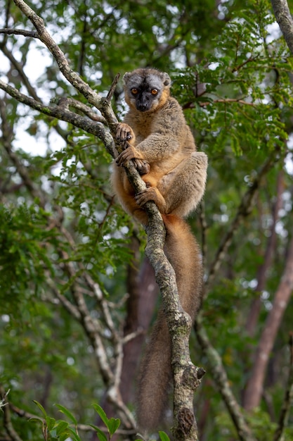 Cute furry lemur in nature