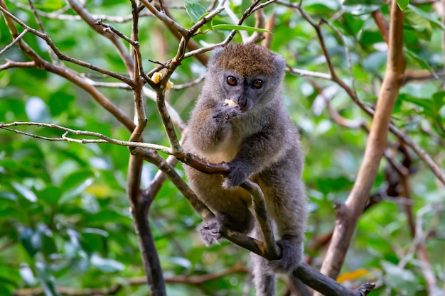 Cute furry lemur in nature