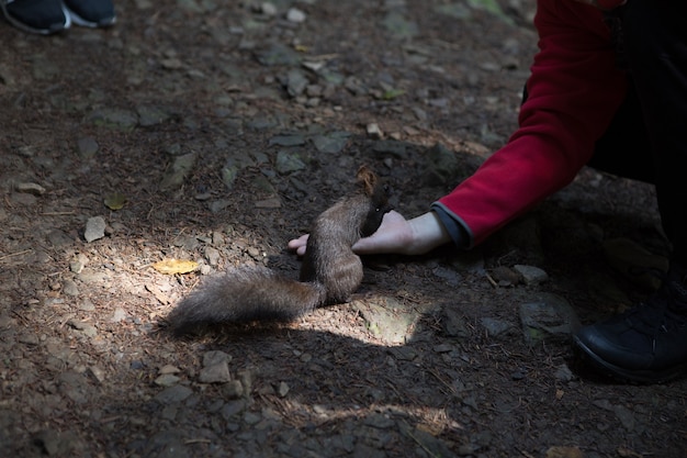 Cute and furry squirrel is eating walnut from open hand in forest