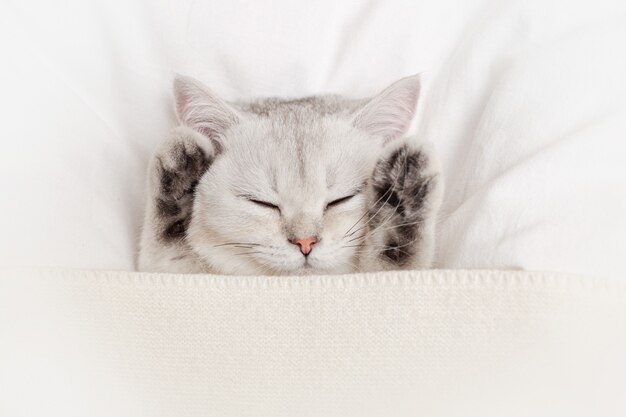 A cute, gentle white kitten sleeps paws up on a white bed with a knitted plaid.