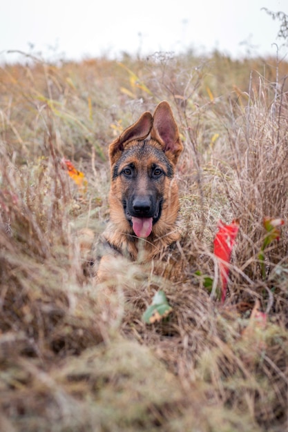 Cute German Shepherd puppy sitting in high grass. Autumn season. Domestic animal. Home pet and family guardian. Wild nature.