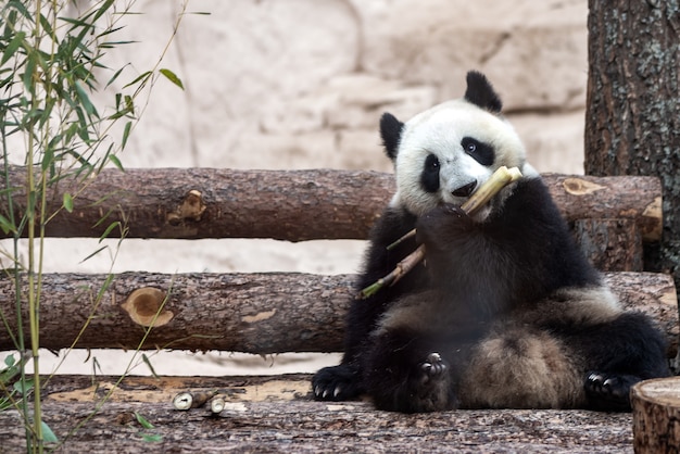 Cute giant panda eating bamboo in the zoo