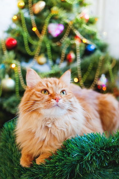 Cute ginger cat and Christmas tree. Fluffy funny pet sits in front of New Year decorated furtree. Cozy holiday  with .