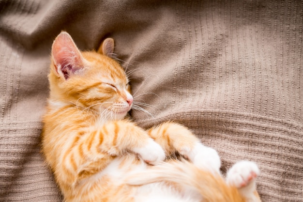 Cute ginger cat lying in bed. Fluffy pet is gazing curiously. Stray kitten sleep on bed . High quality photo