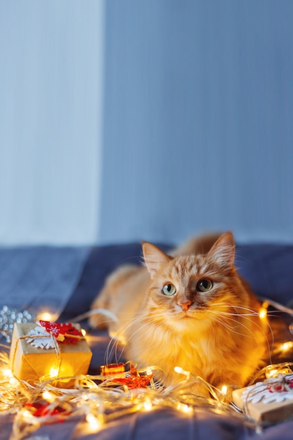 Cute ginger cat lying in bed with shining light bulbs and New Year presents in craft paper. Cozy home Christmas holiday .