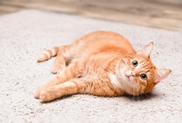 Cute ginger cat lying on the carpet looking at the camera with curiosity