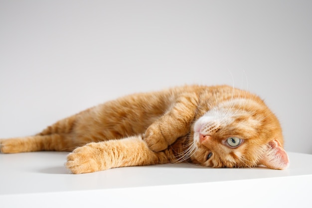 Cute ginger cat lying on table close up