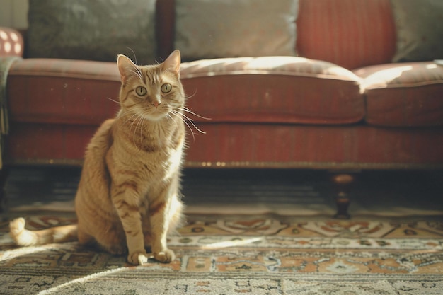 Cute ginger cat sitting on the carpet in the living room