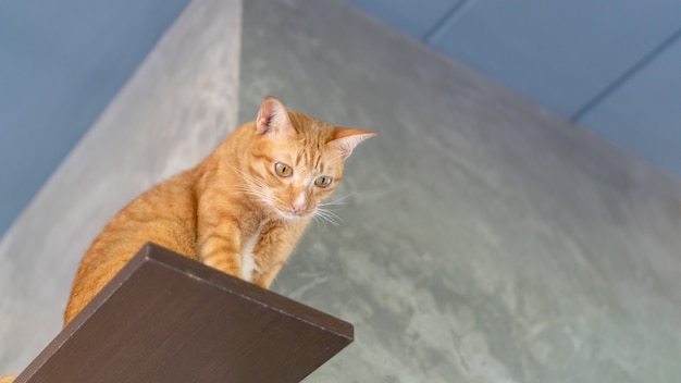 Cute ginger cat sitting on shelves.