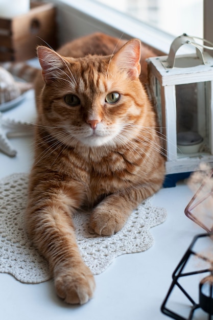 Photo cute ginger cat sitting on a windowsill.