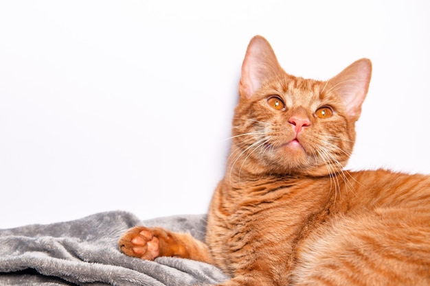 Cute ginger cat sleeps on the bed