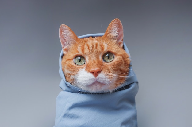 Cute ginger cat wrapped in a blue shawl on a gray background