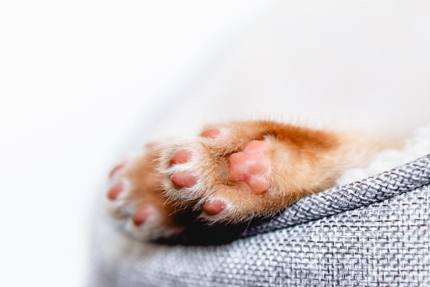 Cute ginger kitten paw close up