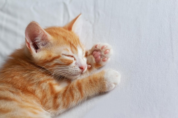 Cute ginger kitten sleeping on a white blanket Adorable littlestriped red kitty Concept of relax domestic pets