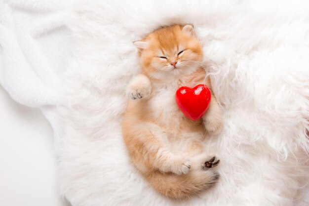 Cute ginger kitten sleeps with a red heart on a fur blanket on his back