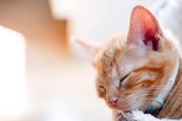 Cute ginger kitten sleeps