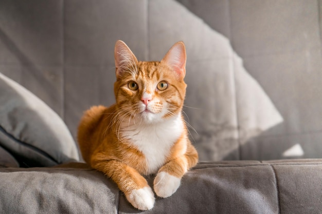 Cute ginger tabby cat laying on top of sofa in bedroom closeup