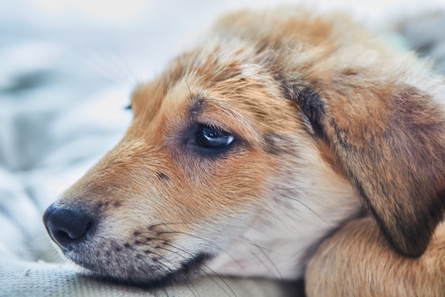 Cute ginger white puppy put muzzle on pillow close-up.