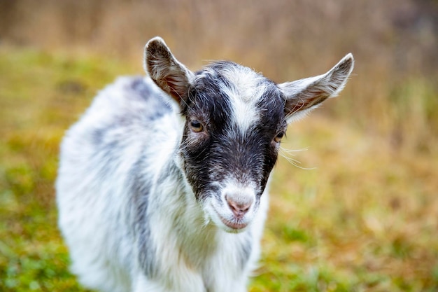 Cute goat cub looks at the camerawhite baby horn on farm